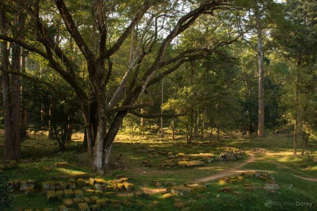 nicolas_dorey_cambodia_big_tree