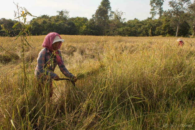 nicolas_dorey_cambodia_rice_farmer