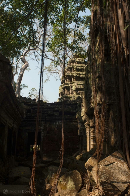 nicolas_dorey_cambodia_ta_prohm_02