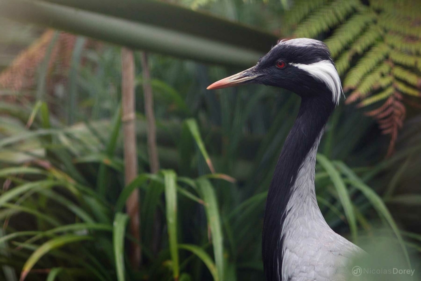 nicolas_dorey_grue_demoiselle