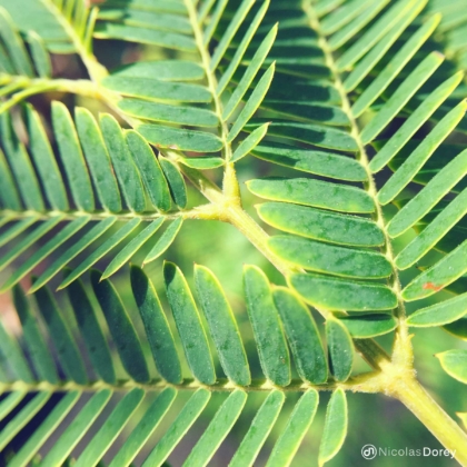 nicolas_dorey_itsy_bitsy_acacia_dealbata nicolas_dorey_itsy_bitsy_acacia_dealbata