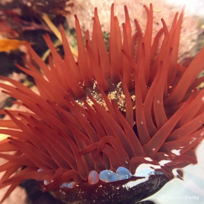 nicolas_dorey_itsy_bitsy_actinia_equina nicolas_dorey_itsy_bitsy_actinia_equina