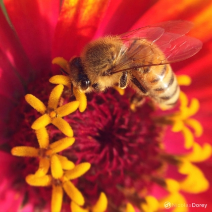 nicolas_dorey_itsy_bitsy_apis_melliphera_01 nicolas_dorey_itsy_bitsy_apis_melliphera_01