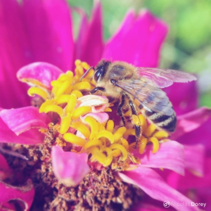 nicolas_dorey_itsy_bitsy_apis_melliphera_02 nicolas_dorey_itsy_bitsy_apis_melliphera_02