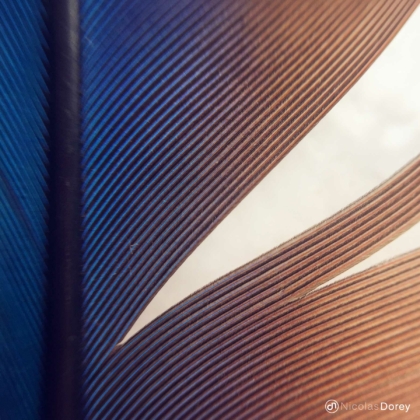 nicolas_dorey_itsy_bitsy_aras_feather nicolas_dorey_itsy_bitsy_aras_feather
