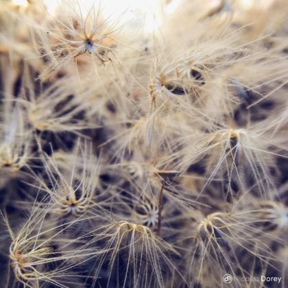 nicolas_dorey_itsy_bitsy_asteraceae_pappus nicolas_dorey_itsy_bitsy_asteraceae_pappus