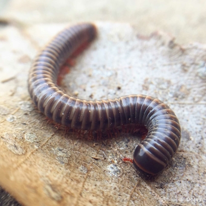 nicolas_dorey_itsy_bitsy_baby_millipede nicolas_dorey_itsy_bitsy_baby_millipede