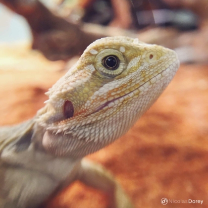 nicolas_dorey_itsy_bitsy_baby_pogona nicolas_dorey_itsy_bitsy_baby_pogona