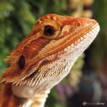 nicolas_dorey_itsy_bitsy_bearded_dragon_lizard nicolas_dorey_itsy_bitsy_bearded_dragon_lizard
