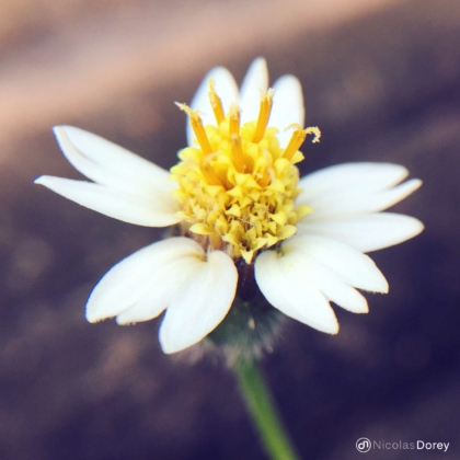 nicolas_dorey_itsy_bitsy_bidens_ferulifolia_white_delight nicolas_dorey_itsy_bitsy_bidens_ferulifolia_white_delight