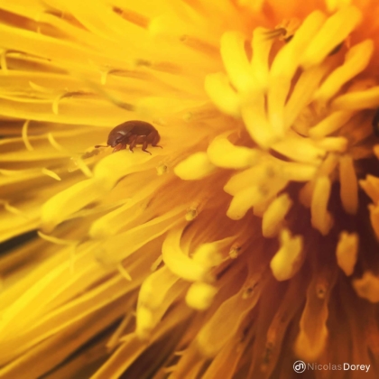 nicolas_dorey_itsy_bitsy_blowball nicolas_dorey_itsy_bitsy_blowball