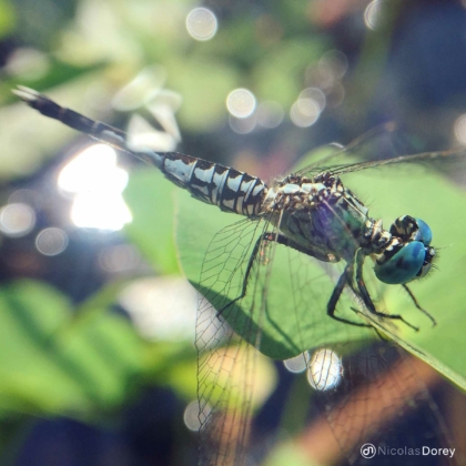 nicolas_dorey_itsy_bitsy_blue_orthetrum_luzonicum nicolas_dorey_itsy_bitsy_blue_orthetrum_luzonicum