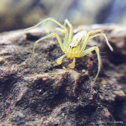 nicolas_dorey_itsy_bitsy_burmese_lynx_spider nicolas_dorey_itsy_bitsy_burmese_lynx_spider