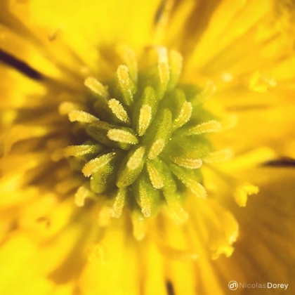 nicolas_dorey_itsy_bitsy_buttercup nicolas_dorey_itsy_bitsy_buttercup