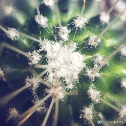 nicolas_dorey_itsy_bitsy_cactus_hairs nicolas_dorey_itsy_bitsy_cactus_hairs
