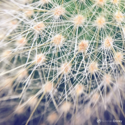 nicolas_dorey_itsy_bitsy_cactus_spines nicolas_dorey_itsy_bitsy_cactus_spines