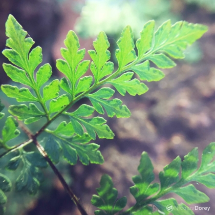 nicolas_dorey_itsy_bitsy_cambodian_fern nicolas_dorey_itsy_bitsy_cambodian_fern