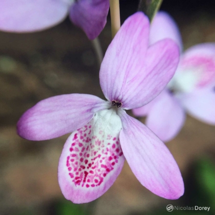 nicolas_dorey_itsy_bitsy_cambodian_wild_flower_01 nicolas_dorey_itsy_bitsy_cambodian_wild_flower_01