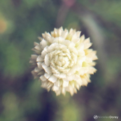 nicolas_dorey_itsy_bitsy_cambodian_wild_flower_02 nicolas_dorey_itsy_bitsy_cambodian_wild_flower_02