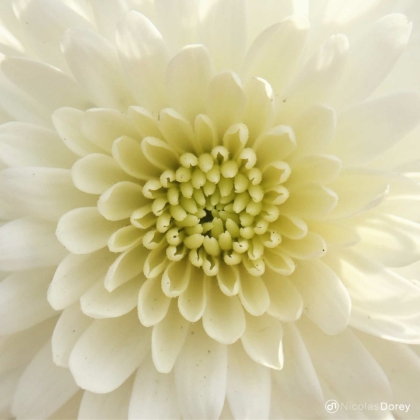 nicolas_dorey_itsy_bitsy_creamy_chrysanthemum nicolas_dorey_itsy_bitsy_creamy_chrysanthemum