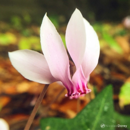 nicolas_dorey_itsy_bitsy_cyclamen nicolas_dorey_itsy_bitsy_cyclamen