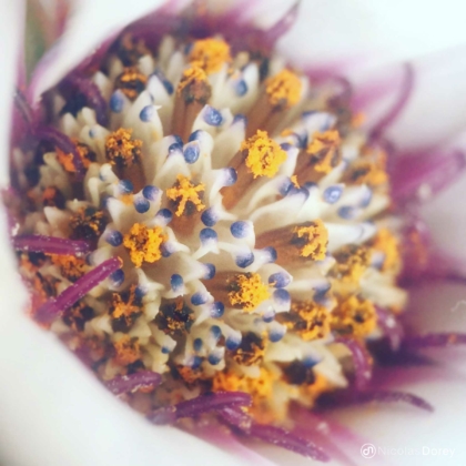 nicolas_dorey_itsy_bitsy_daisy nicolas_dorey_itsy_bitsy_daisy