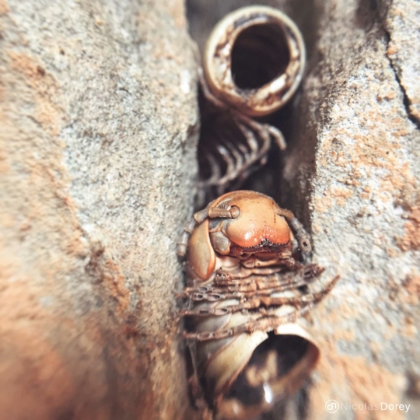 nicolas_dorey_itsy_bitsy_dead_millipede nicolas_dorey_itsy_bitsy_dead_millipede