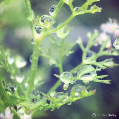 nicolas_dorey_itsy_bitsy_dill nicolas_dorey_itsy_bitsy_dill