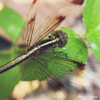 nicolas_dorey_itsy_bitsy_dragonfly nicolas_dorey_itsy_bitsy_dragonfly