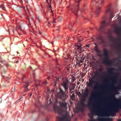 nicolas_dorey_itsy_bitsy_fall_colors nicolas_dorey_itsy_bitsy_fall_colors