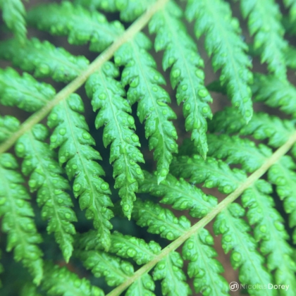 nicolas_dorey_itsy_bitsy_fern_pattern nicolas_dorey_itsy_bitsy_fern_pattern