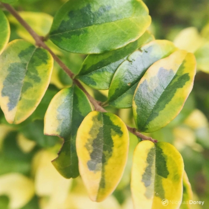 nicolas_dorey_itsy_bitsy_fifty_shades_of_green nicolas_dorey_itsy_bitsy_fifty_shades_of_green