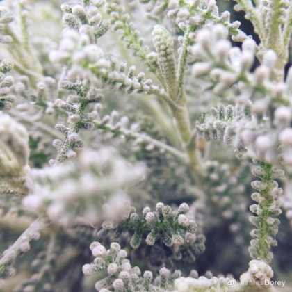 nicolas_dorey_itsy_bitsy_fluffy_leaves nicolas_dorey_itsy_bitsy_fluffy_leaves