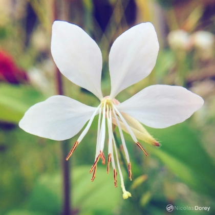nicolas_dorey_itsy_bitsy_gaura_lindheimeri nicolas_dorey_itsy_bitsy_gaura_lindheimeri