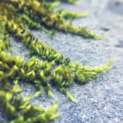 nicolas_dorey_itsy_bitsy_grave_moss nicolas_dorey_itsy_bitsy_grave_moss