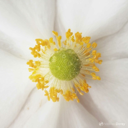 nicolas_dorey_itsy_bitsy_honorine_jobert_stamens nicolas_dorey_itsy_bitsy_honorine_jobert_stamens