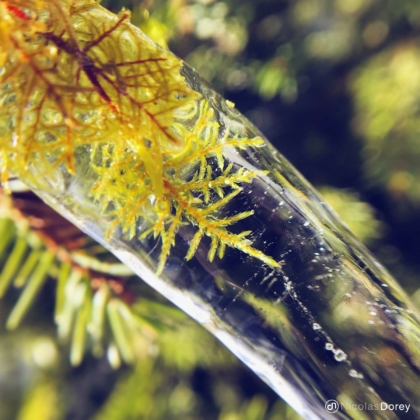 nicolas_dorey_itsy_bitsy_icy_moss nicolas_dorey_itsy_bitsy_icy_moss