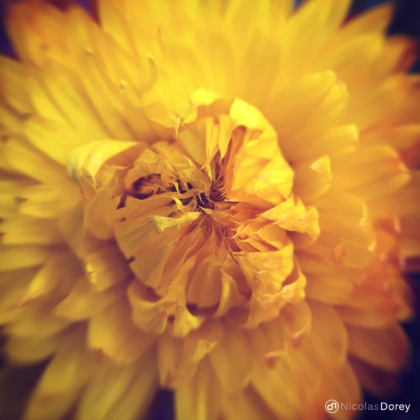nicolas_dorey_itsy_bitsy_immortal_flower nicolas_dorey_itsy_bitsy_immortal_flower