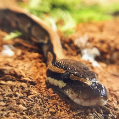 nicolas_dorey_itsy_bitsy_juvenile_python nicolas_dorey_itsy_bitsy_juvenile_python