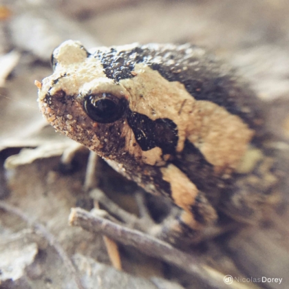 nicolas_dorey_itsy_bitsy_kaloula_pulchra nicolas_dorey_itsy_bitsy_kaloula_pulchra