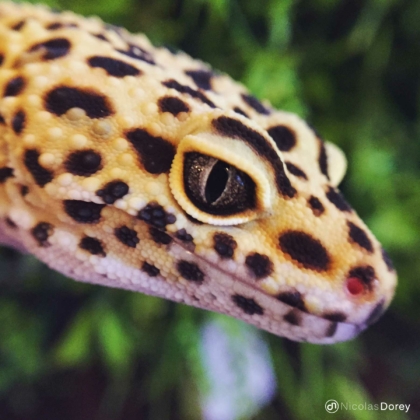 nicolas_dorey_itsy_bitsy_leopard_gecko nicolas_dorey_itsy_bitsy_leopard_gecko