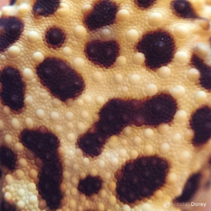 nicolas_dorey_itsy_bitsy_leopard_gecko_skin nicolas_dorey_itsy_bitsy_leopard_gecko_skin