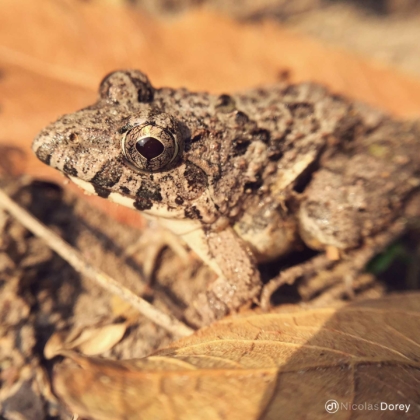 nicolas_dorey_itsy_bitsy_leptolalax nicolas_dorey_itsy_bitsy_leptolalax
