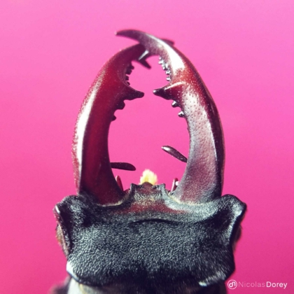 nicolas_dorey_itsy_bitsy_lucanus_cervus nicolas_dorey_itsy_bitsy_lucanus_cervus