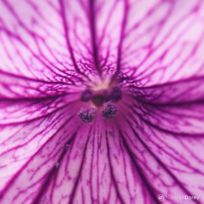 nicolas_dorey_itsy_bitsy_morning_glory nicolas_dorey_itsy_bitsy_morning_glory