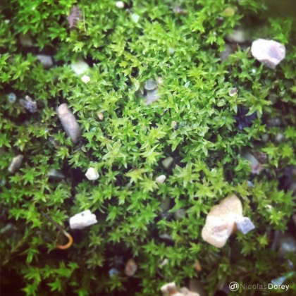 nicolas_dorey_itsy_bitsy_moss nicolas_dorey_itsy_bitsy_moss
