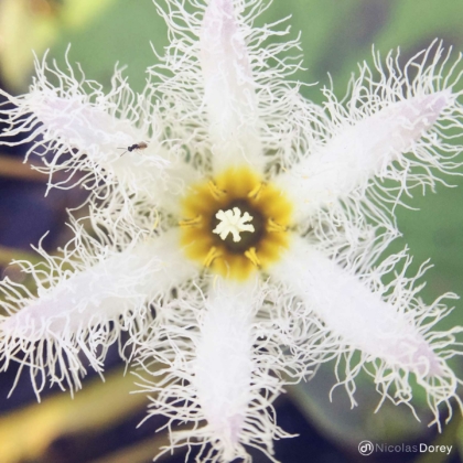 nicolas_dorey_itsy_bitsy_nymphoides_indica nicolas_dorey_itsy_bitsy_nymphoides_indica