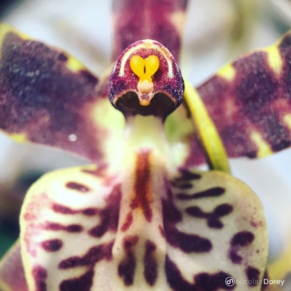 nicolas_dorey_itsy_bitsy_odontoglossum nicolas_dorey_itsy_bitsy_odontoglossum