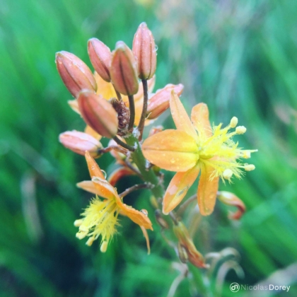 nicolas_dorey_itsy_bitsy_orange_dewy_flower nicolas_dorey_itsy_bitsy_orange_dewy_flower