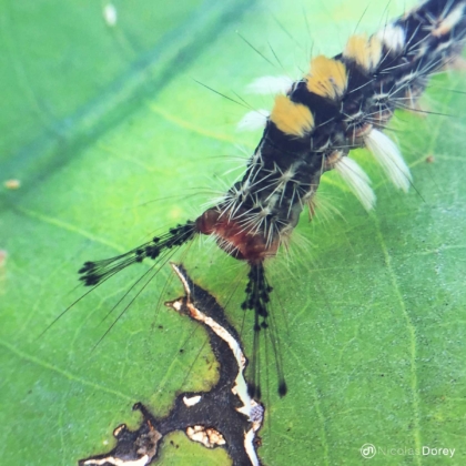 nicolas_dorey_itsy_bitsy_orgyia_australis nicolas_dorey_itsy_bitsy_orgyia_australis
